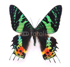 Obrazy i plakaty HD Beautiful specimens of  butterflies