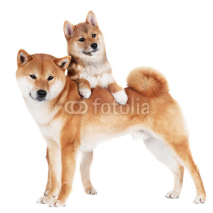 Naklejki shiba inu dog with a puppy