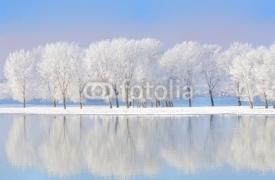 Fototapety winter trees covered with frost