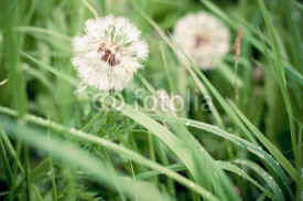 Fototapety white dandelion