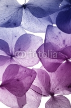 Naklejki colorful flower petal closeup