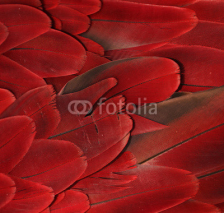 Fototapety Red Parrot Feathers