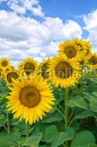 Naklejki Sunflower field.