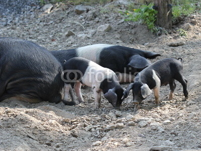 Sattelschweineber mit seinem Nachwuchs