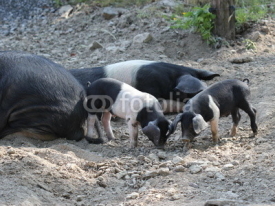 Naklejki Sattelschweineber mit seinem Nachwuchs