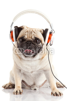 dog listening to music.  Pug Dog isolated on White Background