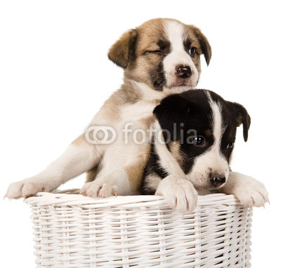 puppies sitting in wicker basket. isolated on white