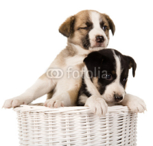 Naklejki puppies sitting in wicker basket. isolated on white