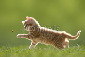 Naklejki Junge Katze mit Marienkäfer, auf grüner Wiese