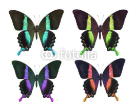 Fototapety butterfly