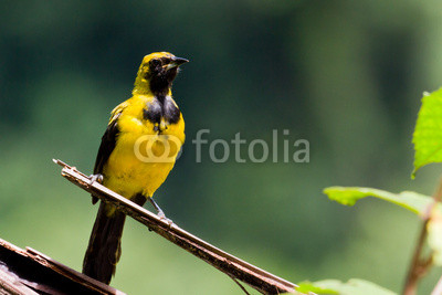 Yellow - Tailed Oriole
