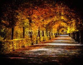 Naklejki Autumn alley