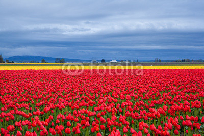 Red and yellow tulip field in the cloudy day