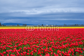 Fototapety Red and yellow tulip field in the cloudy day