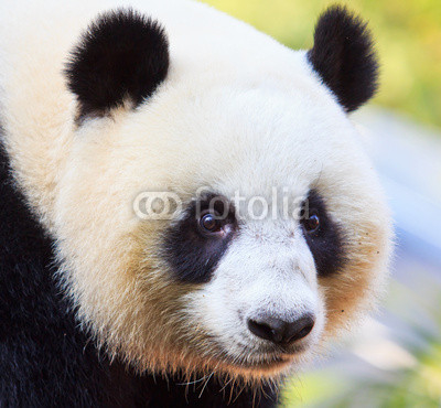 Panda bear as Chinese ambassador