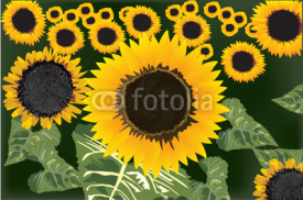 Naklejki yellow sunflowers field illustration