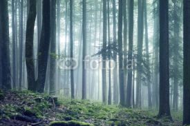 Fototapety Forest landscape