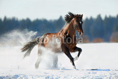 Brown horse runs in winter landscape