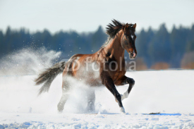 Naklejki Brown horse runs in winter landscape