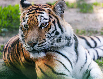 portrait predator tiger closeup