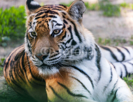Naklejki portrait predator tiger closeup