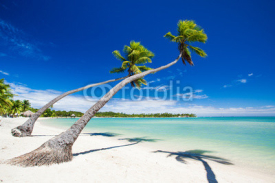 Naklejki Palm trees hanging over stunning tropical lagoon