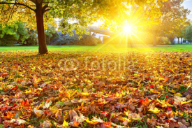 Sunny autumn foliage