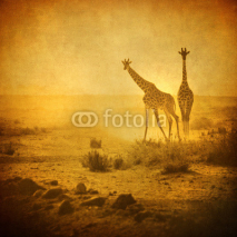 Naklejki vintage image of giraffes in amboseli national park, kenya