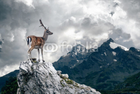 Fototapety Lonely Deer