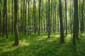 Fototapety forest in spring