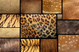 Naklejki collection of textured - animal fur