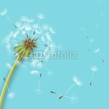 Naklejki White dandelion with pollens isolated