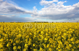 Fototapety Yellow field - Rape