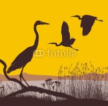 Naklejki Herons at sunrise