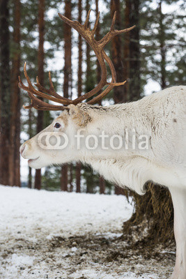 Reindeer standing in the snow