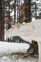 Fototapety Reindeer standing in the snow