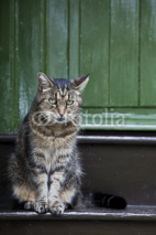 Fototapety sad cat on doorstep