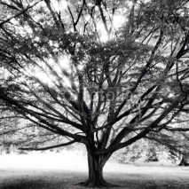 Fototapety tree