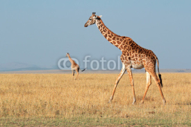 Fototapety Masai giraffes, Masai Mara National Reserve
