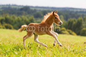 Fototapety foal mini horse Falabella