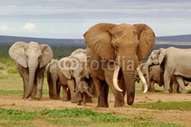 Naklejki Elephant Herd