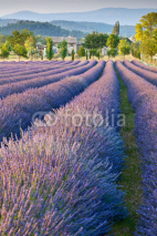 Naklejki Lavender field in Provence