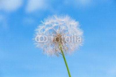 One dandelion on sky background