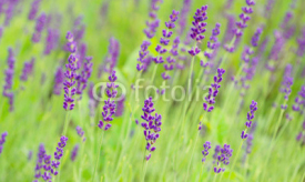 Obrazy i plakaty Lavender flowers