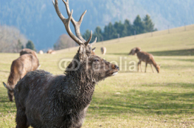 Naklejki herd of fallow deer grazing on the pasture