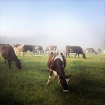 Fototapety Cows