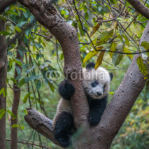 Fototapety Giant Panda