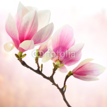 Fototapety magnolia decoration