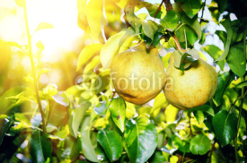 Naklejki Fresh organic pears