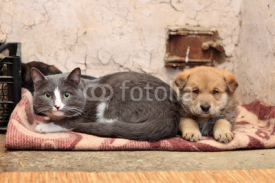 Naklejki Homeless cat and dog on the rag